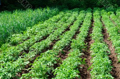 potato field