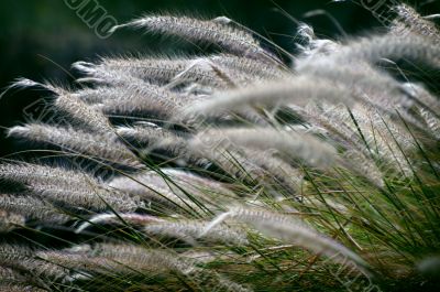 Windy plants