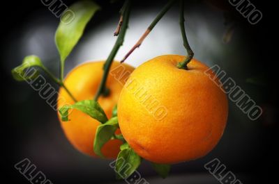 Oranges