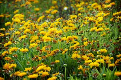 Spring Field