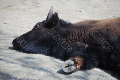 buffalo sleeping