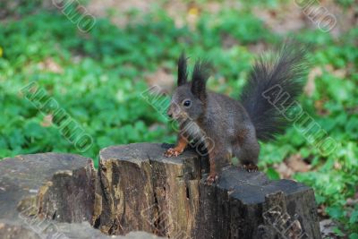 squirrel on a tree stump