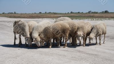 Sheep herd.