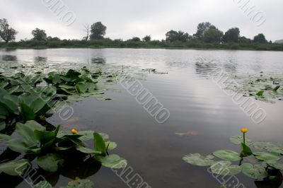 Landscape with water lily.