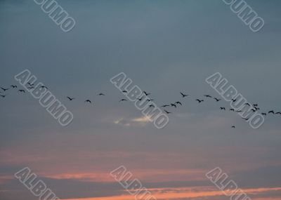 Autumn. Birds flying away.