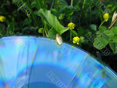 Bug and CD