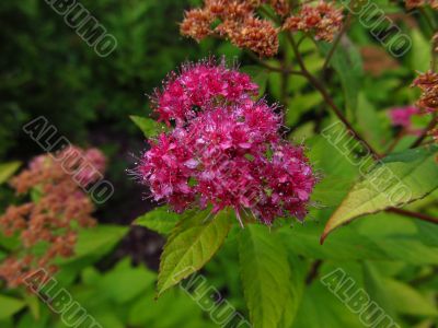 Beautiful pink flower