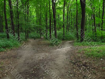 Paths into the forest