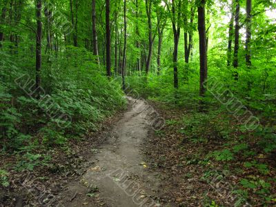 Pathway into the forest