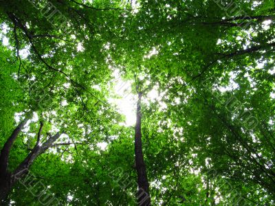 Shining sun through the leaves