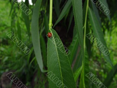 Ladybird on the leaf