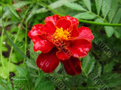Marigold after rain