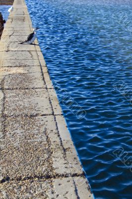 Cormorant sitting next to the pool