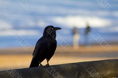 Crow overlooking the beach