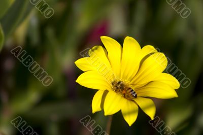 Bee on a flower