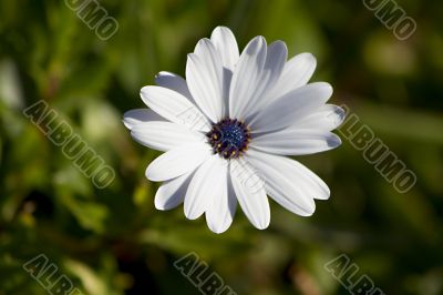 White flower 3