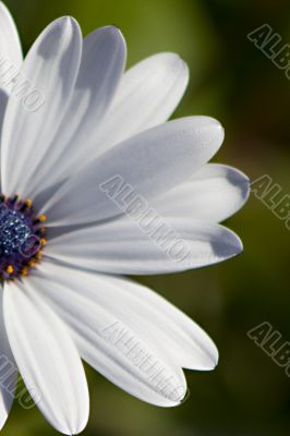 White flower 2