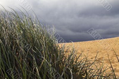 Storm behind beach grass