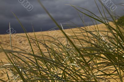 Storm behind beach grass 2