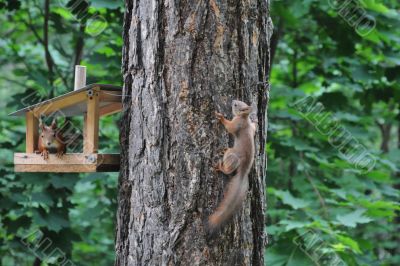 Squirrels in wood