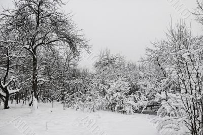 Winter wood