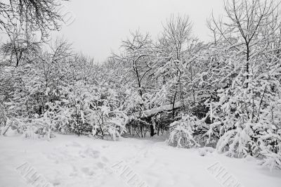 Winter wood
