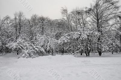 Winter wood