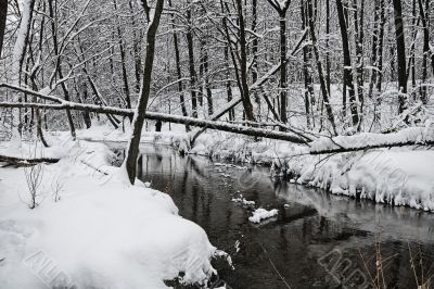 Winter wood
