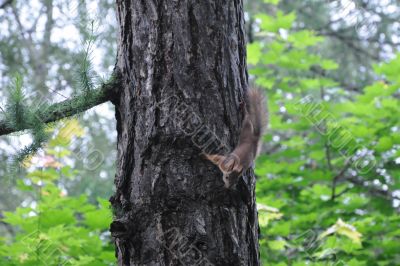 Squirrels in wood