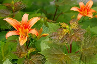 Lily among maple seedlings