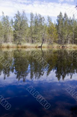 Forest reflections