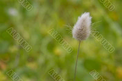 Little white flower