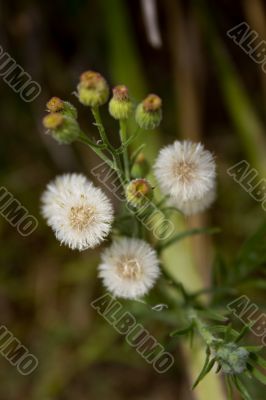 Tiny flowers