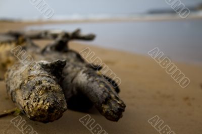 Driftwood