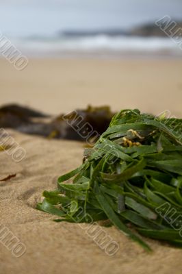 Seaweed pasta