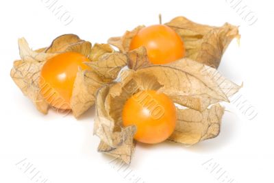 Physalis 