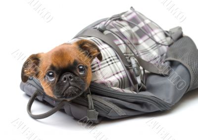 Funny puppy in a backpack  