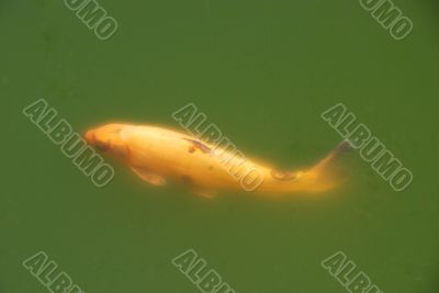 golden carp