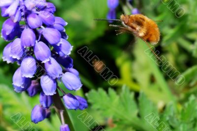 bumblebee flies