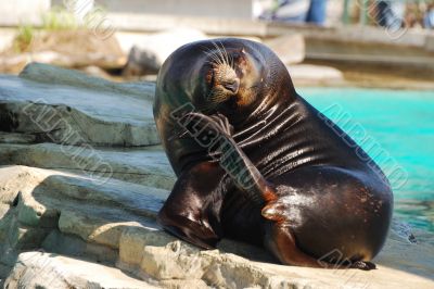 seal sits