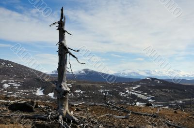 Old dead trees