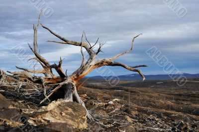Old dead trees.