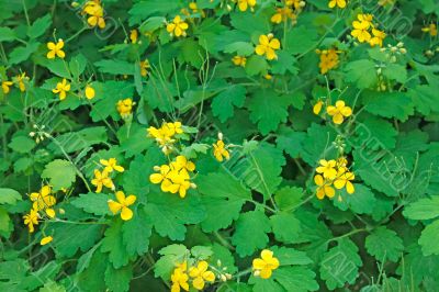 Wild celandine