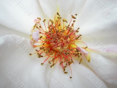 White rose. Macro photo