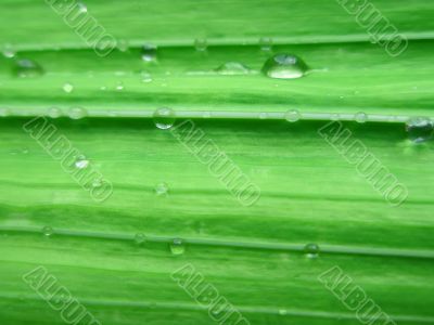 Gladiolus leaf with water drops