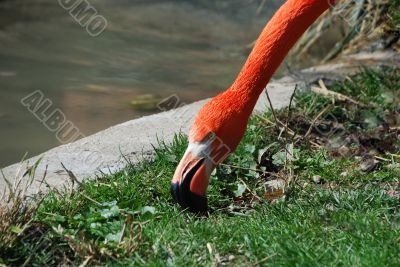 flamingo eats