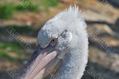 pelican portrait