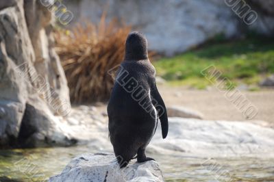 penguin from behind