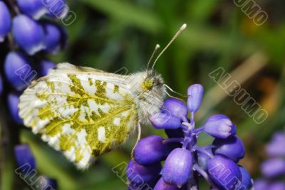 butterfly sitting on flower