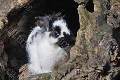black white hare